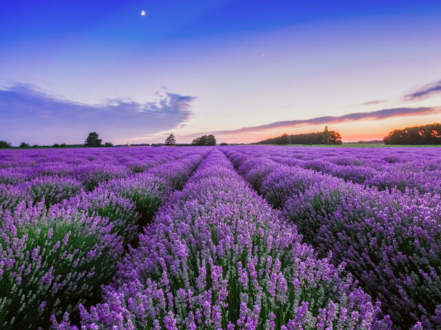 Ting at gøre i midten af ​​juli: Tag en tur til Toscana-regionen