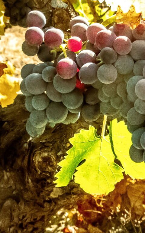 Høst af vindruer i Toscana