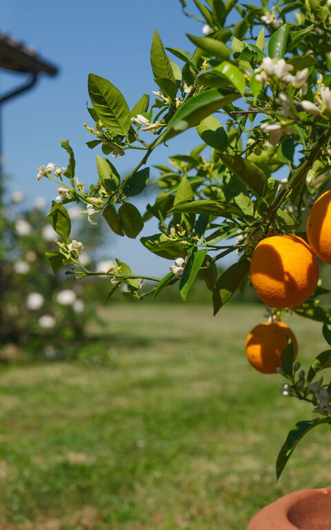 Pozzo Dei Desideri: Have, Udendørs, Udvendige