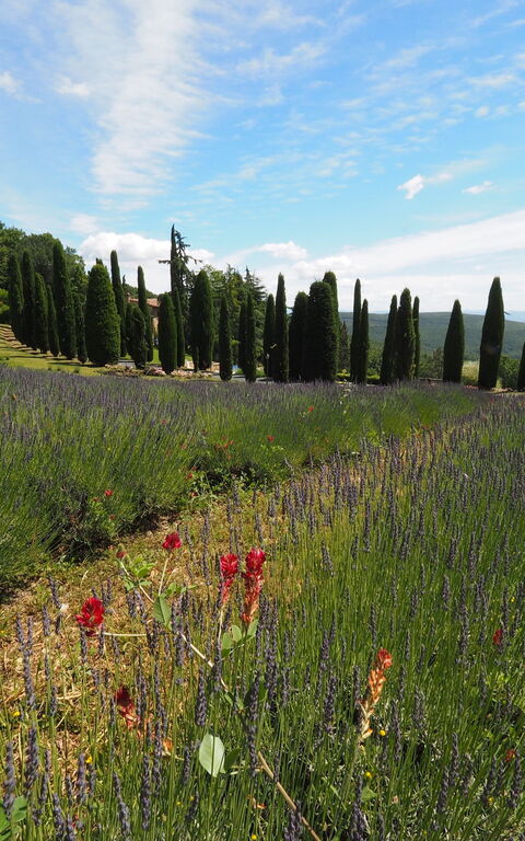 Cornocchio: Visninger