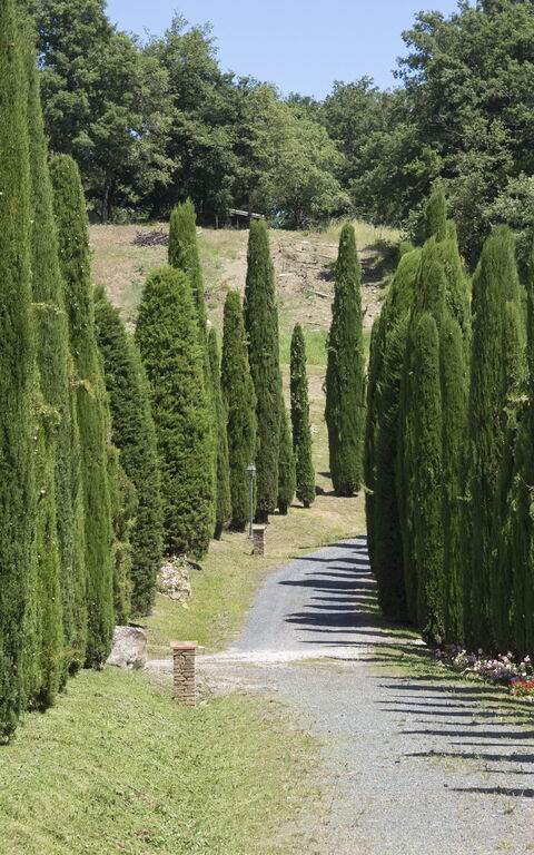 Cornocchio: Visninger