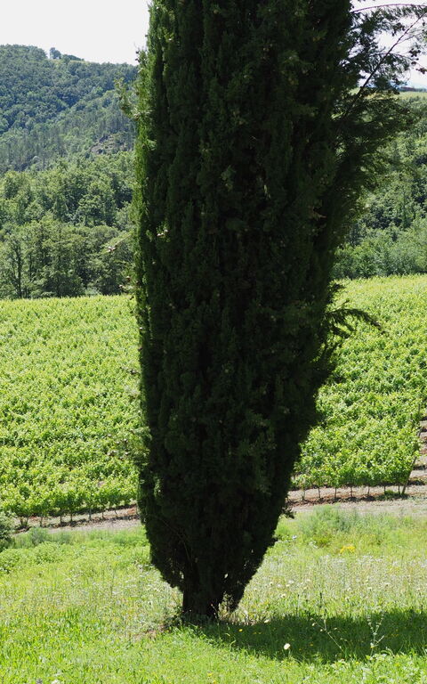 Cornocchio: Have, Visninger