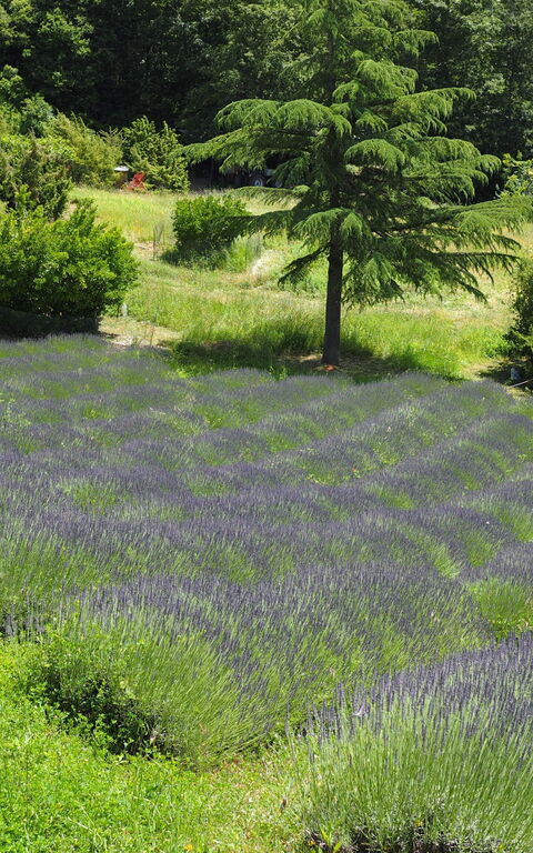 Cornocchio: Visninger