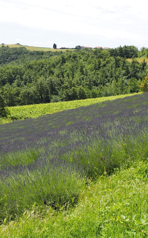 Cornocchio: Visninger