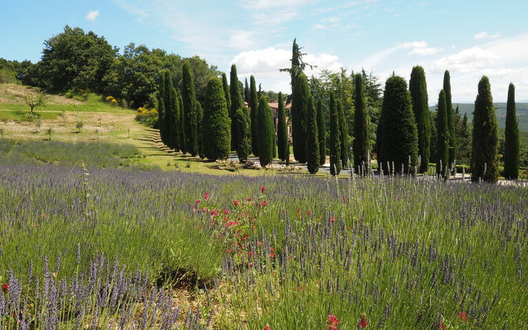 Cornocchio: Visninger