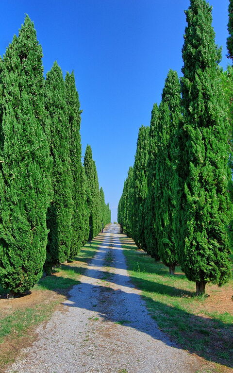 Casale Giulio: Visninger