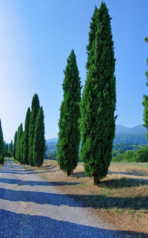 Casale Giulio: Visninger