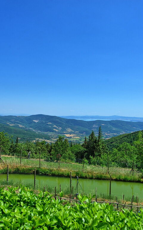 Il Salice: Visninger