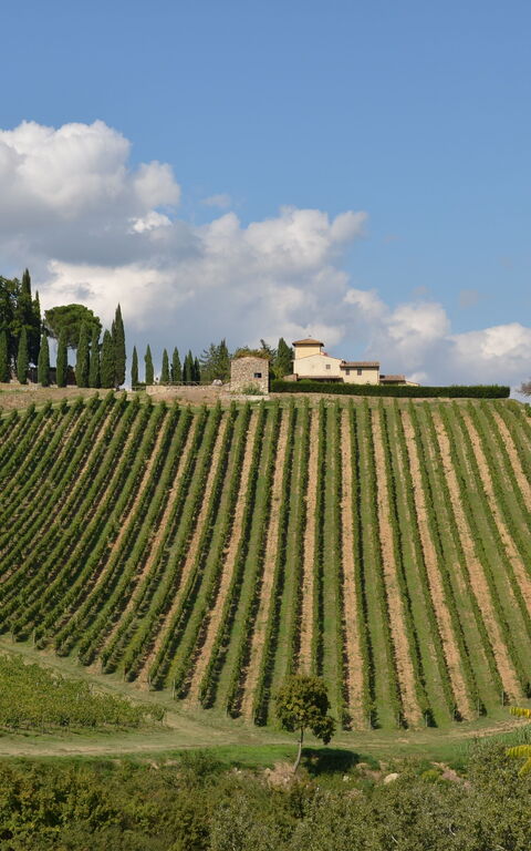 Tenuta: Visninger