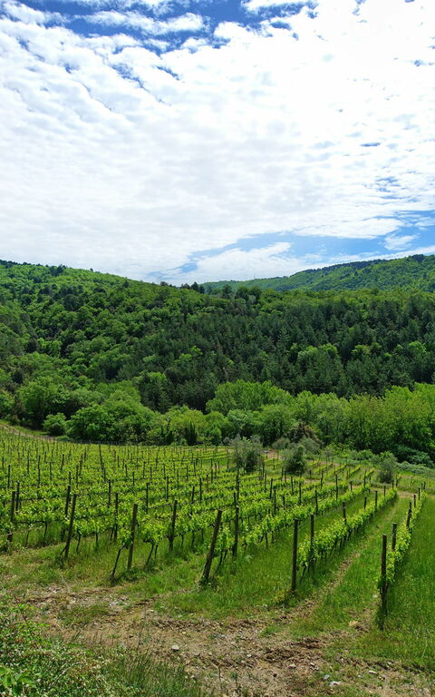 Villa Barbischio: Visninger