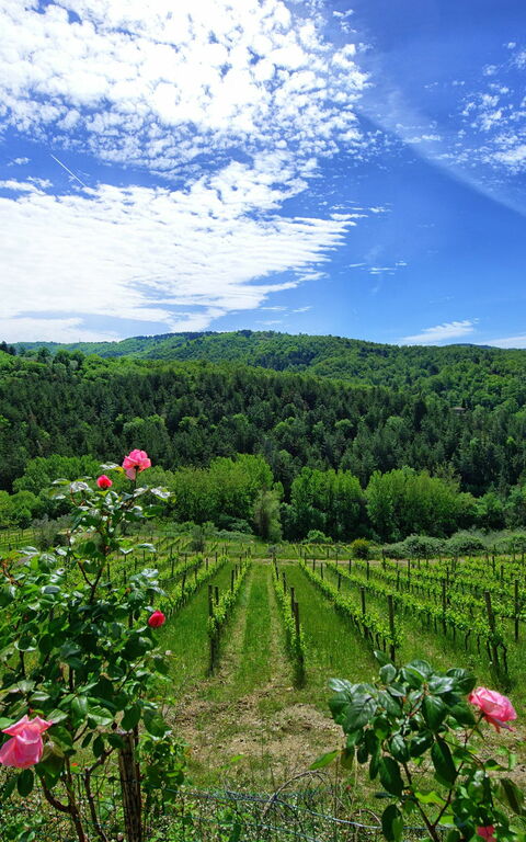 Villa Barbischio: Visninger