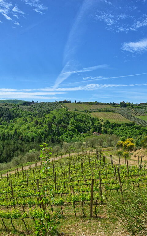 Villa Barbischio: Visninger