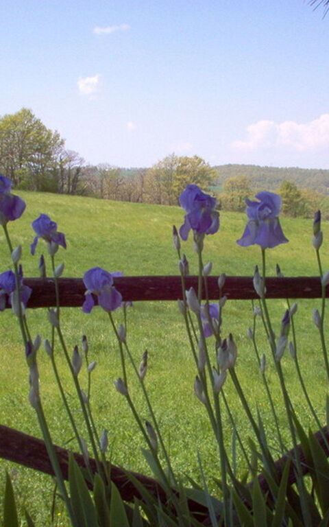 Ginestrella: Have, Udendørs