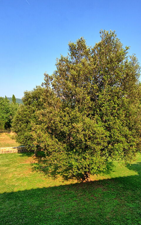 Casavecchia: Visninger