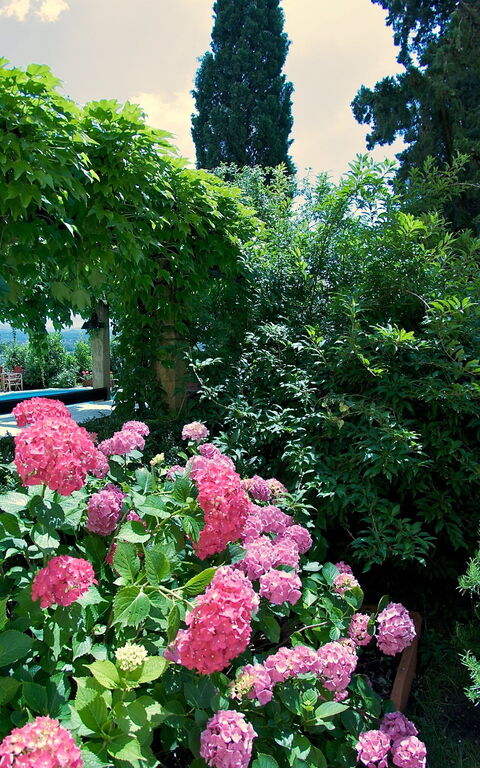 Villa Pedone: Have, Udendørs