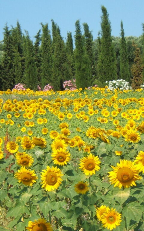 Villa Giulia Follonica