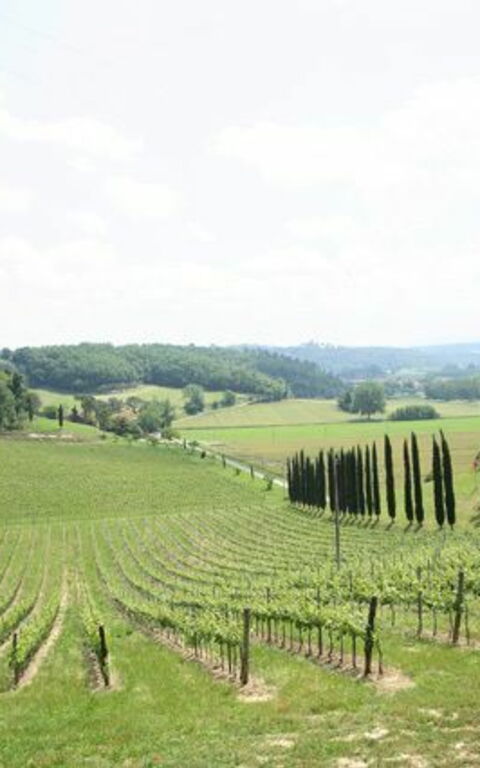 Villa Buonaparte: Visninger