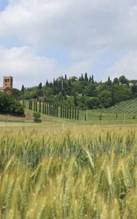 Villa Buonaparte: Visninger