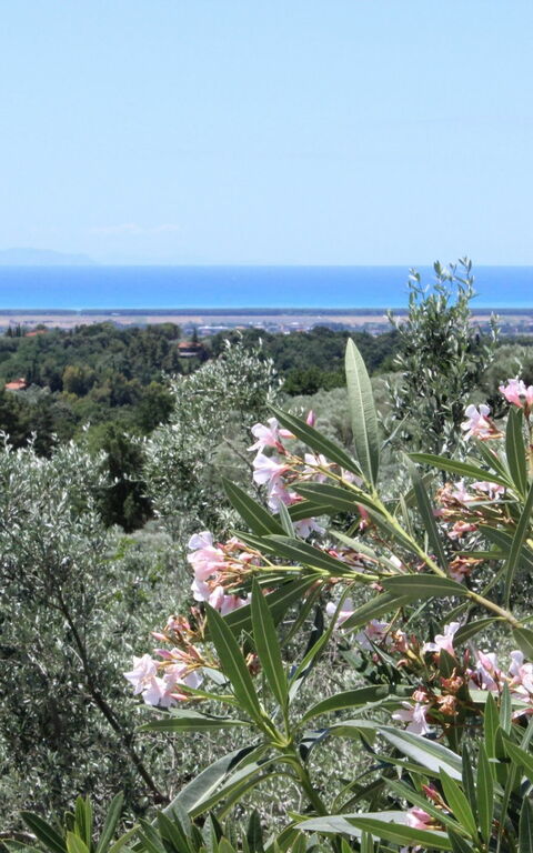 Guardistallo: Visninger