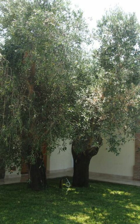 Villa Dei Cipressi: Have, Udendørs, Udvendige