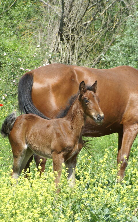 Le Querce Di Campocane: Have