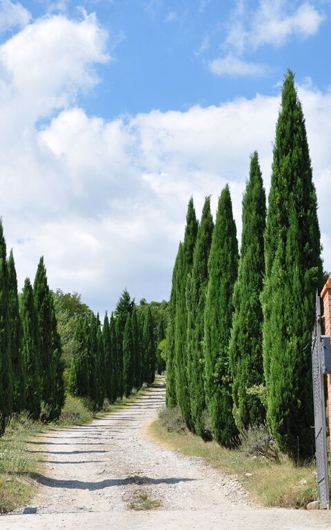 Le Querce Di Campocane: Udvendige