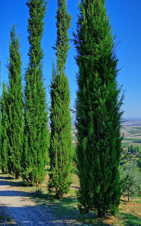 Villa Montalcino: Visninger