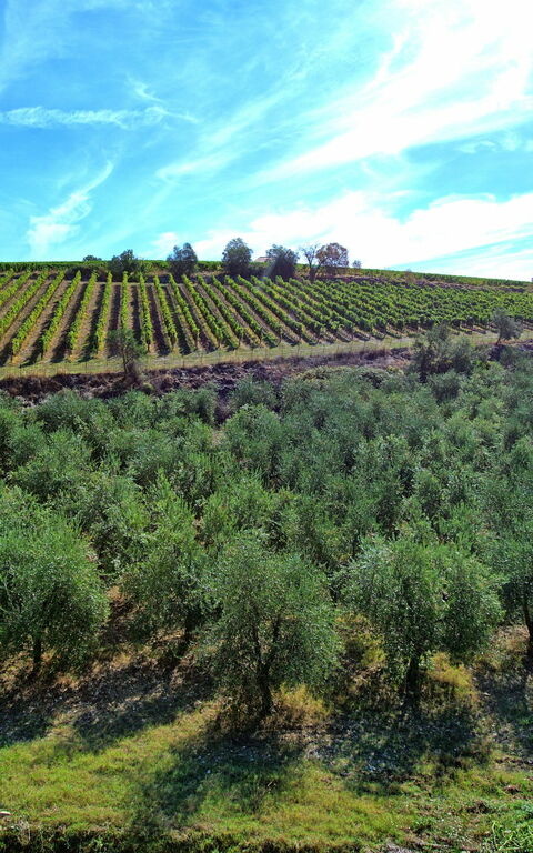 Casa Maria Luisa: Visninger