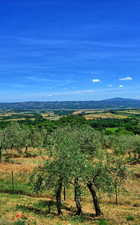 Casa Olivia: Visninger