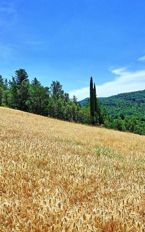 Villa Picchio: Have, Udendørs