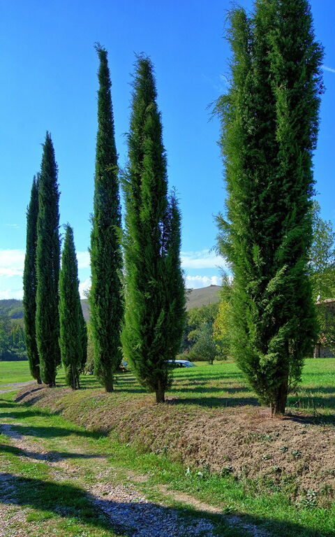 Villa Gualchiere: Hovedindgang