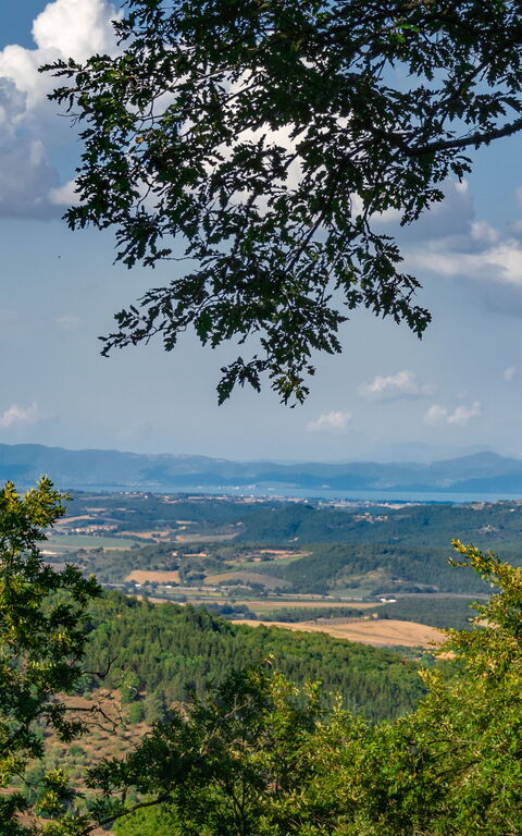 Villa Lucarella: Udendørs