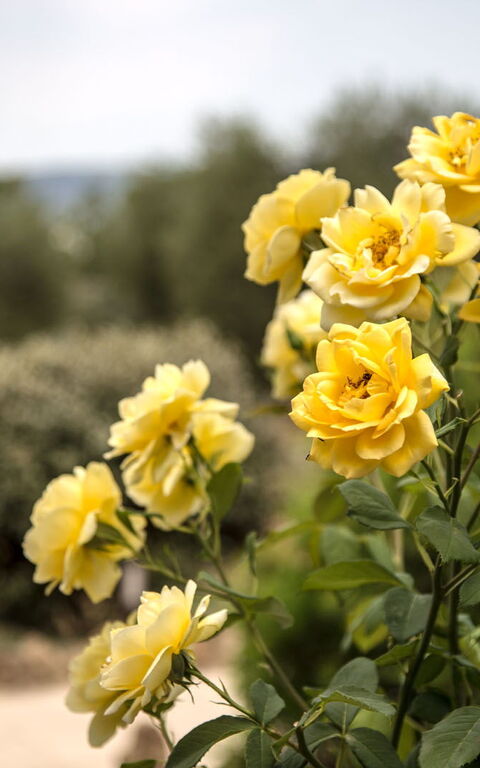 Villa Chiugi: Udendørs