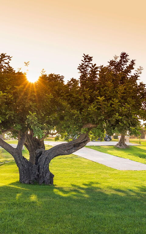 Villa Colleverde: Have