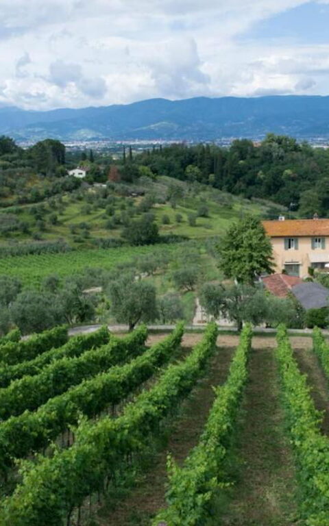 Bello Stare: Visninger