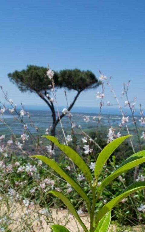 Casarosa Di Mariasole: Sommer, Udendørs