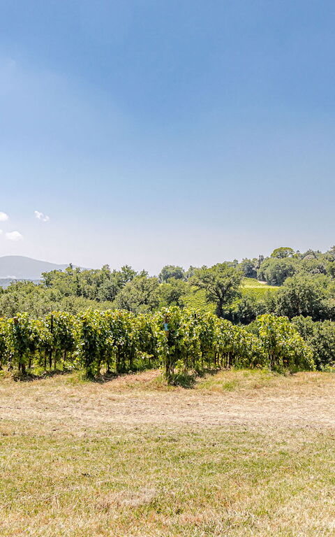 Chateau La Siroque: Udendørs, Udvendige, Visninger