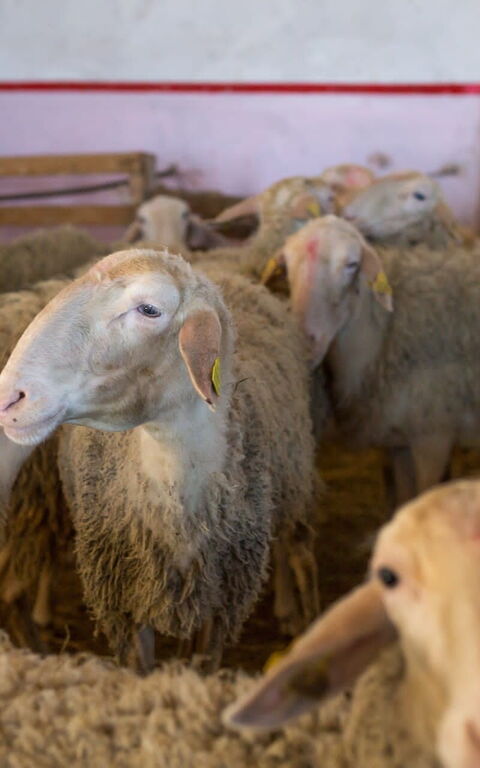 Casale Della Torre: Dyr