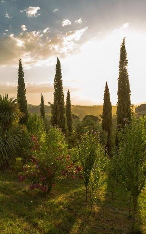 Leccino: Have, Udendørs, Udvendige, Visninger