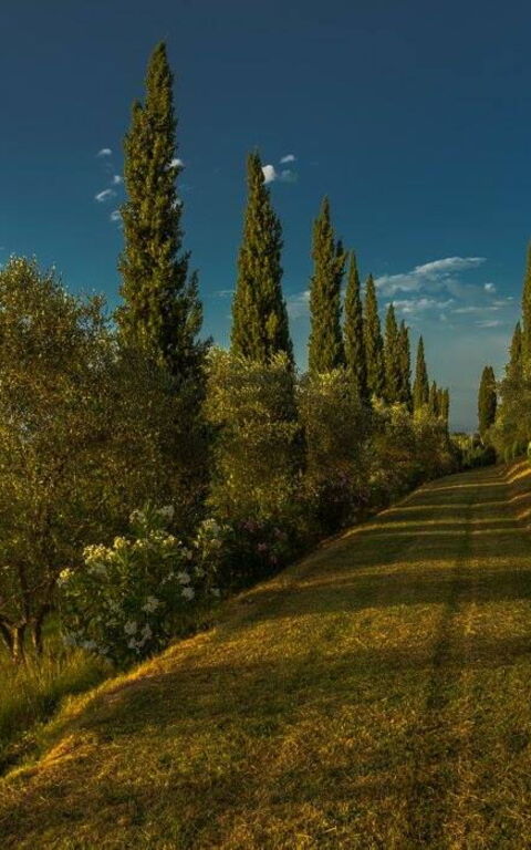 Leccino: Have, Udendørs, Udvendige, Visninger