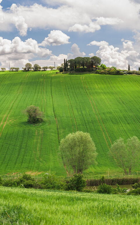 Villa la Contea: Visninger