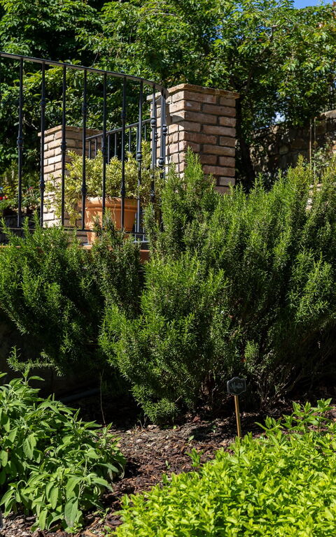 Tenuta Macericca: Udendørs, Udvendige