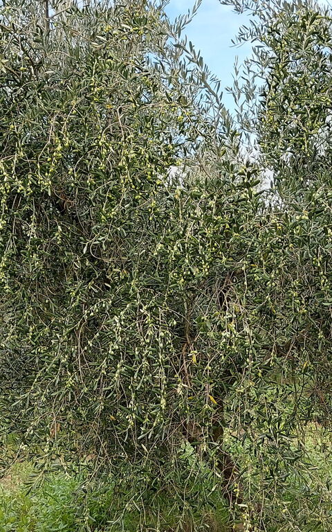 Podere Peteglia: Visninger