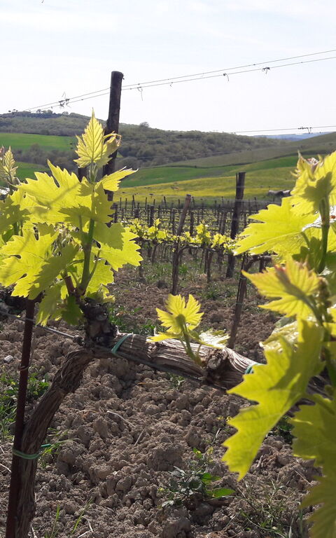 Podere Peteglia: Visninger