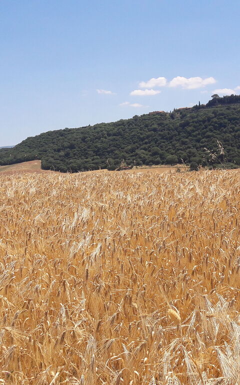 Podere Peteglia: Visninger