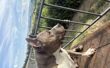 Foto indsendt af gæst på Villa Roberto