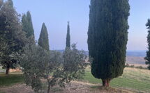 Foto indsendt af gæst på Casale Santa Francesca