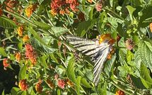 Foto indsendt af gæst på Beach Villa Blue