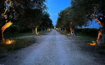 Foto indsendt af gæst på Tenuta Olearum