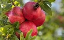 Foto indsendt af gæst på Casarosa di Mariasole